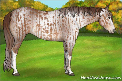 Horse Color:Chestnut  and Gray Chestnut 