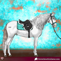 Horse Color:Bay Appaloosa Rabicano 