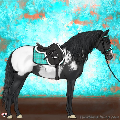 Horse Color:Black Appaloosa 