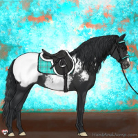 Horse Color:Black Appaloosa 