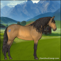 Horse Color:Buckskin 