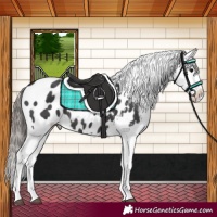Horse Color:Black Appaloosa