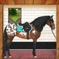 Horse Color:Bay Appaloosa