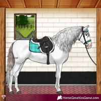 Horse Color:Brown Appaloosa 