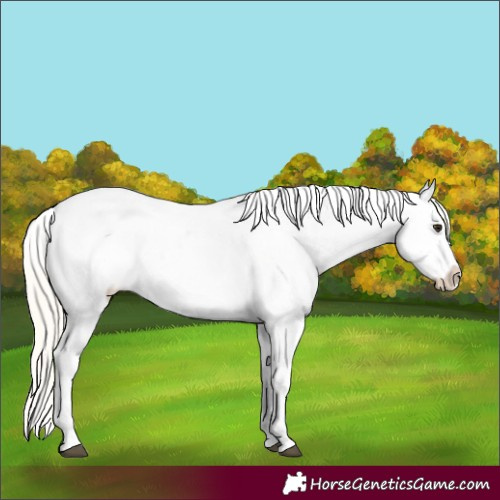 Horse Color:White Spotted Silver Buckskin Appaloosa 