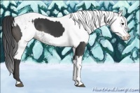 Horse Color:Black and White Spotted Black