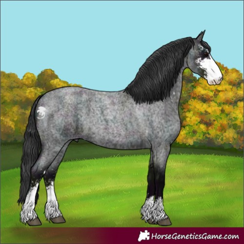 Horse Color:Midnight Blue Roan Sabino