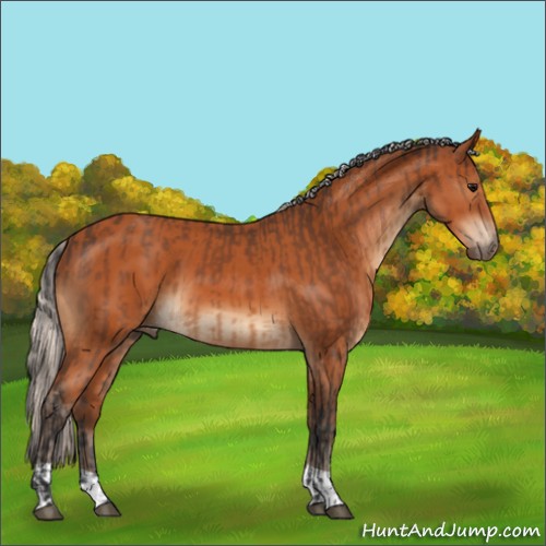 Horse Color:Bay  and Silver Bay 