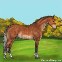 Horse Color:Bay  and Silver Bay 