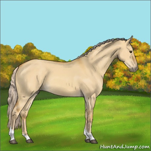 Horse Color:Palomino Dun Tobiano