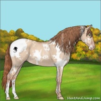 Horse Color:White Spotted Gold Champagne Dun Sabino 