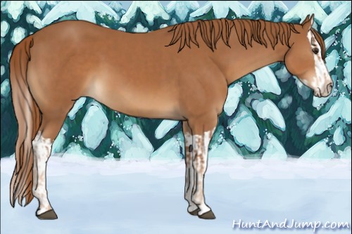 Horse Color:Chestnut  and Chestnut Splash 