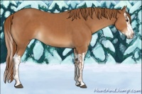 Horse Color:Chestnut  and Chestnut Splash 