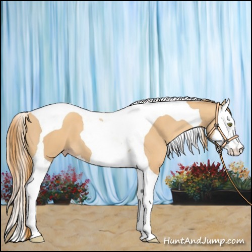 Horse Color:Gold Champagne Splash Tobiano 