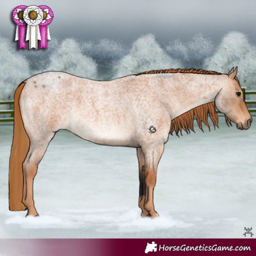 Horse Color:Bay Roan Dun  and Red Roan 