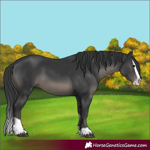 Horse Color:Black and Black Splash