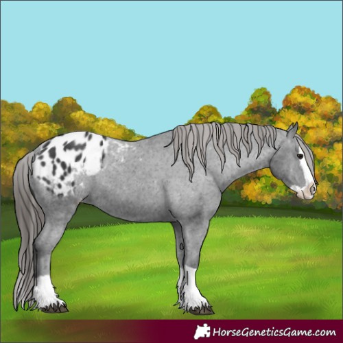 Horse Color:Black Splash Appaloosa 