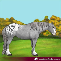 Horse Color:Black Splash Appaloosa 