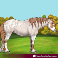 Horse Color:Red Roan Splash Appaloosa 