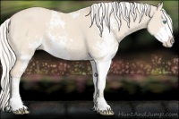 Horse Color:Silver Perlino Dun Sabino 