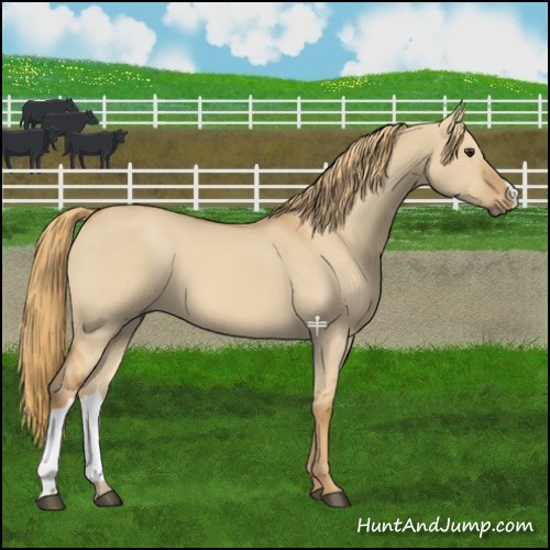 Horse Color:Red Dun 