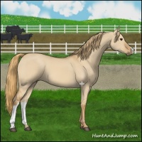Horse Color:Red Dun 