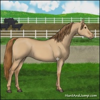 Horse Color:Red Dun 