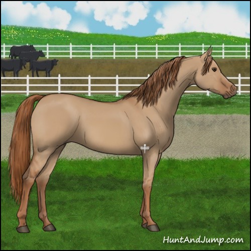 Horse Color:Red Dun 