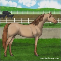 Horse Color:Red Dun 