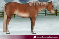 Horse Color:Chestnut and Chestnut
