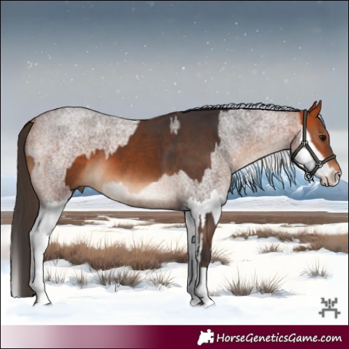 Horse Color:Bay Tobiano and Bay Roan Splash