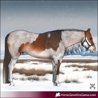 Horse Color:Bay Tobiano  and Bay Roan Splash 