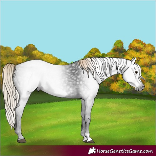 Horse Color:Gray Liver Chestnut Frame Rabicano 