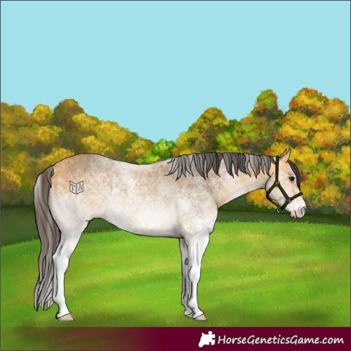 Horse Color:White Spotted Buckskin 