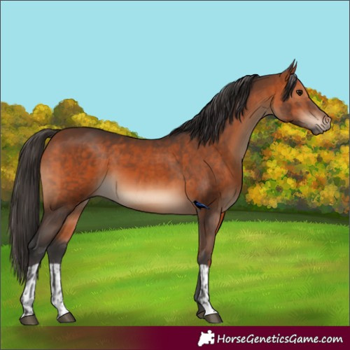Horse Color:Bay and Bay