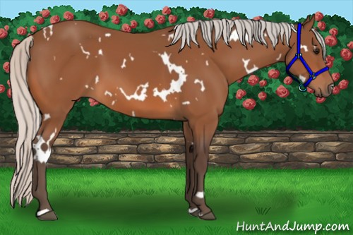 Horse Color:White Spotted Silver Bay 