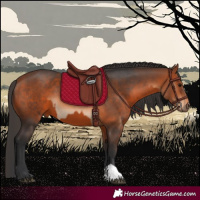 Horse Color:Bay and Bay