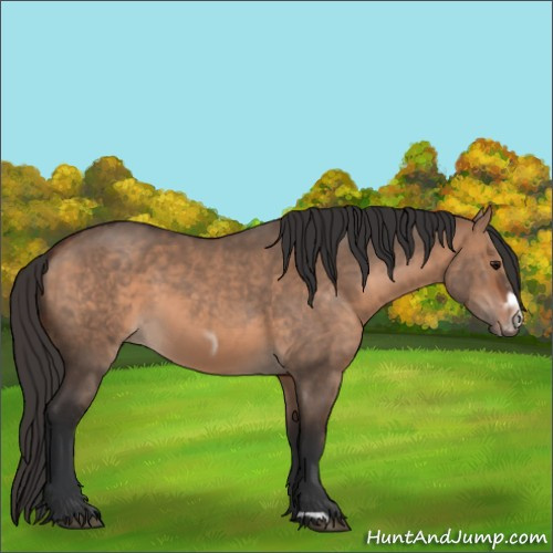 Horse Color:Bay Dun  and Bay Dun Frame 