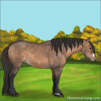Horse Color:Bay Dun  and Bay Dun Frame 