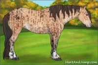 Horse Color:Bay  and Amber Champagne 