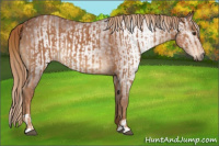 Horse Color:Chestnut  and Gray Chestnut 