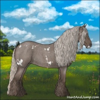 Horse Color:White Spotted Silver Blue Roan 