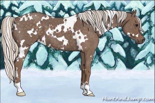 Horse Color:White Spotted Silver Blue Roan 