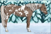 Horse Color:White Spotted Silver Blue Roan 
