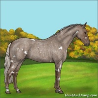Horse Color:White Spotted Silver Blue Roan 