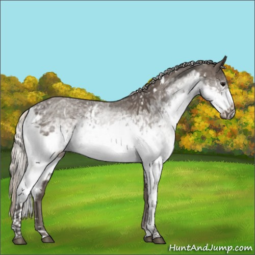 Horse Color:White Spotted Silver Black