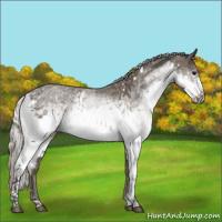 Horse Color:White Spotted Silver Black 
