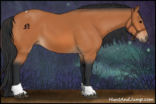 Horse Color:Bay Tobiano