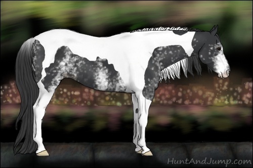 Horse Color:White Spotted Black Tobiano