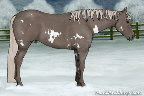 Horse Color:White Spotted Silver Blue Roan 